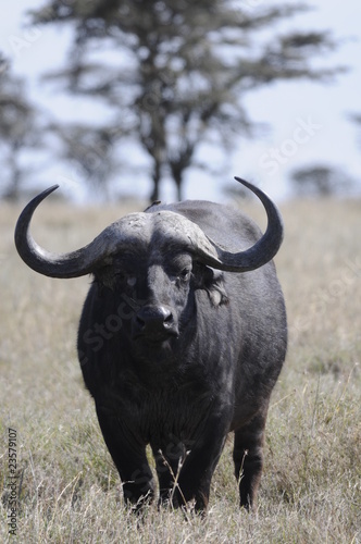 Cape Buffalo (Syncerus caffer) at Masai Mara, Kenya © PROMA