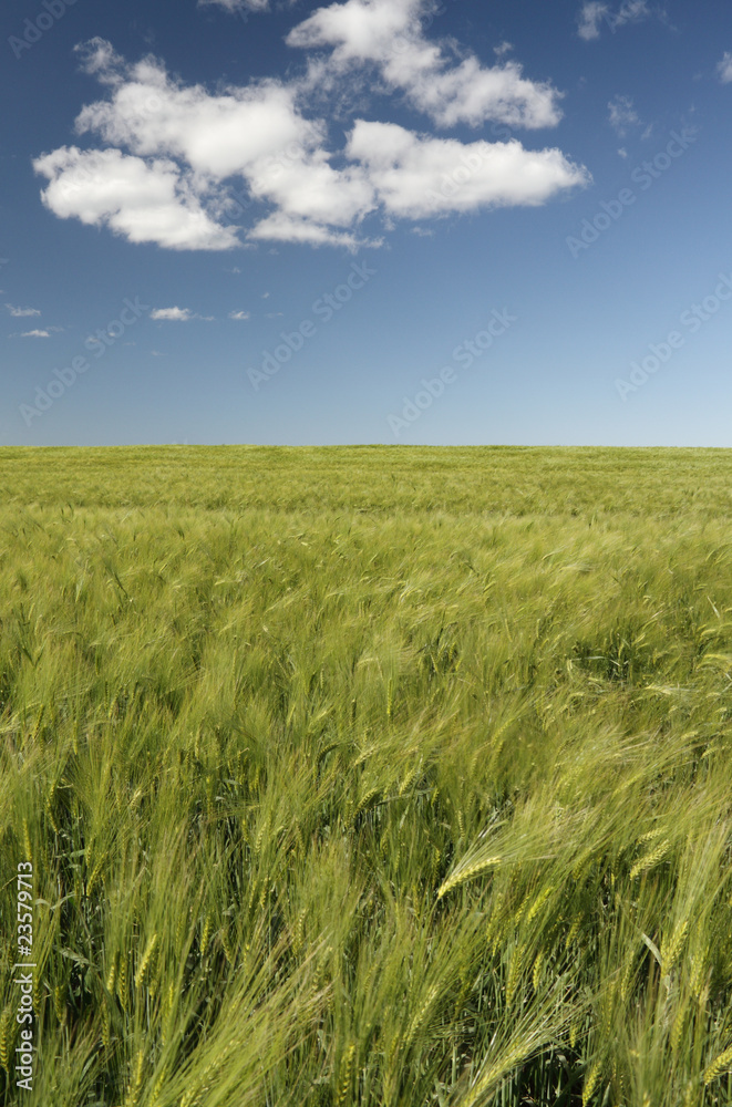 Barley field. Barley field.