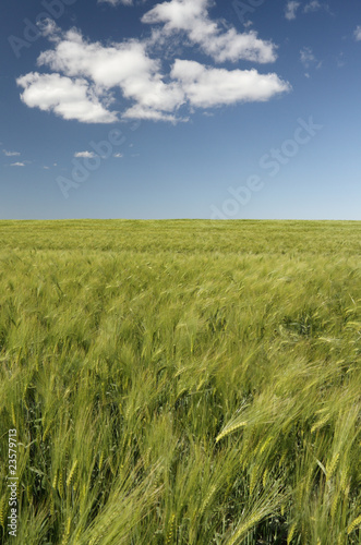 Barley field.