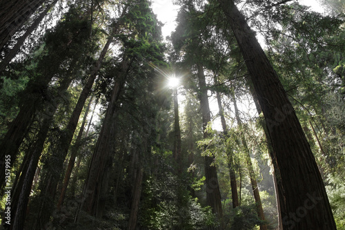 Redwood Forest