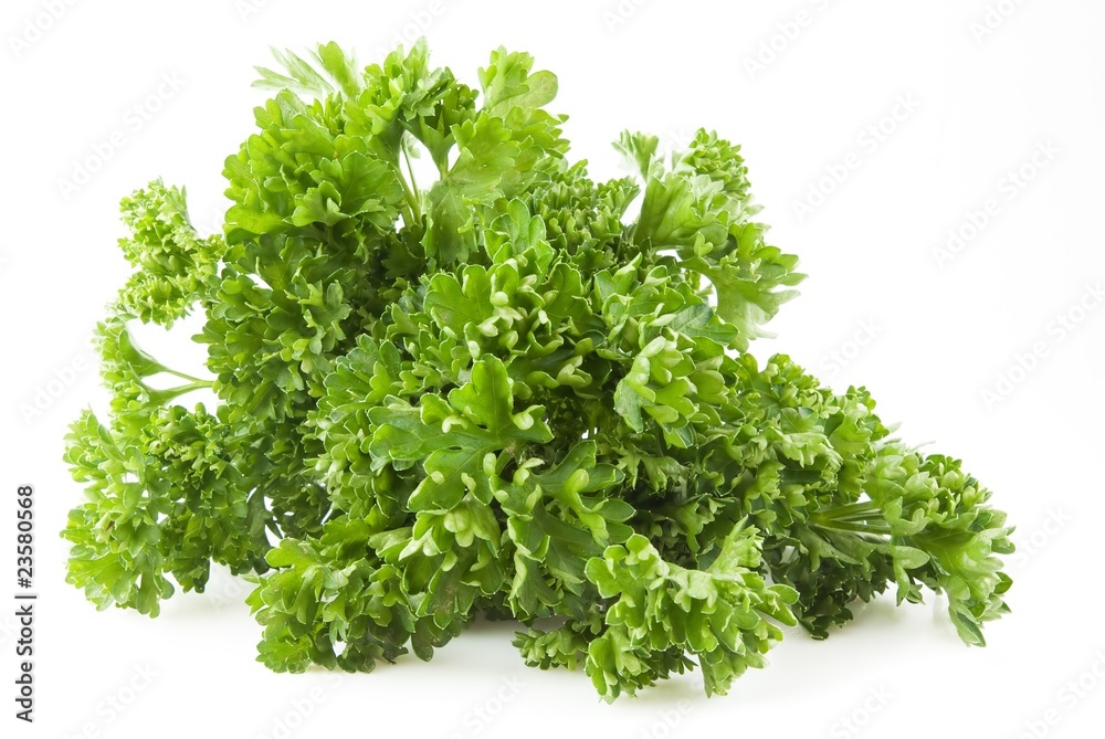 Fototapeta premium Parsley twig..