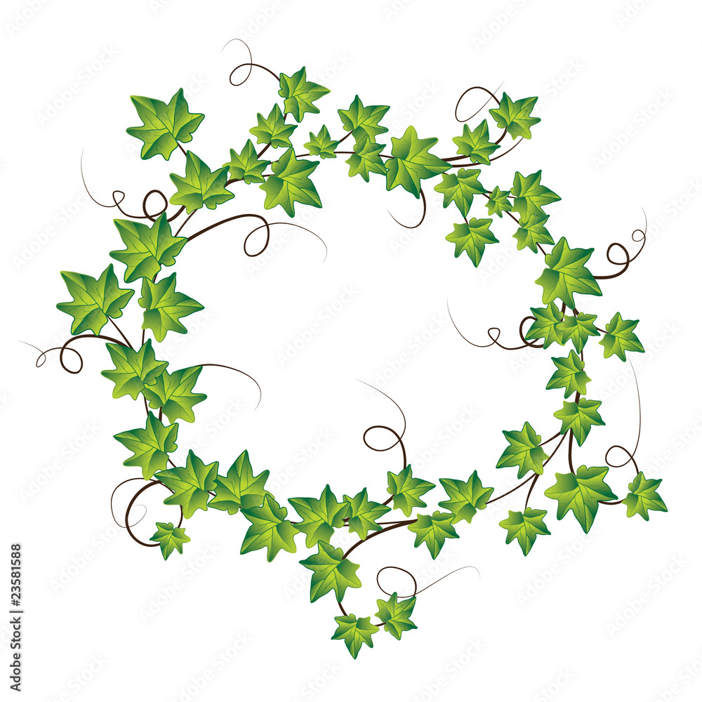 Fototapeta premium Green ivy. Vector Illustration