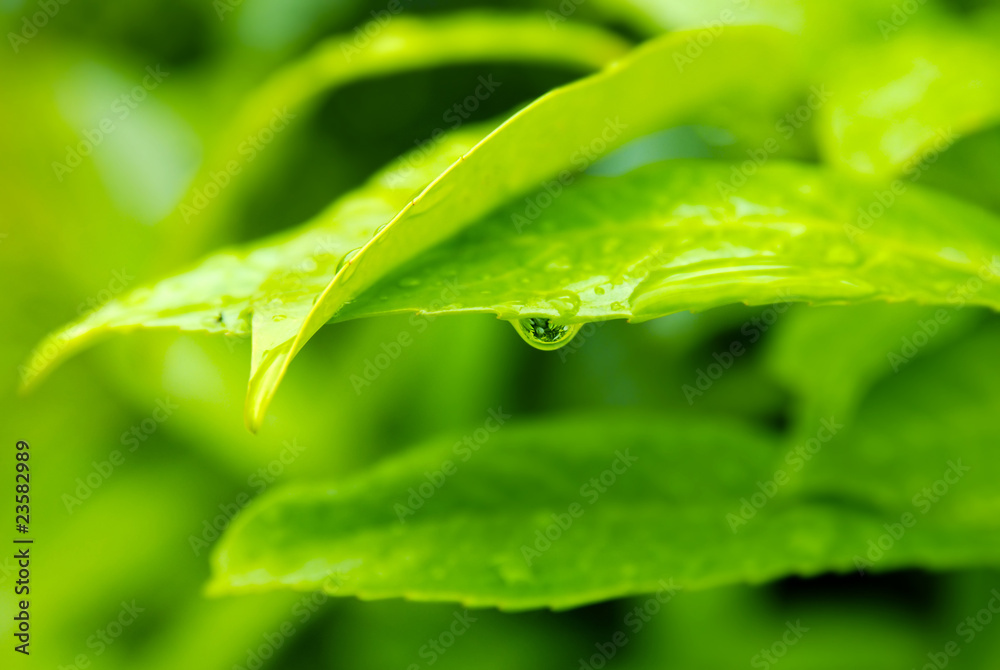 Wet leaves Wet leaves