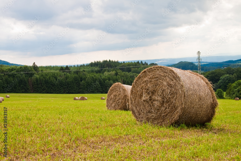 Rolls of straw in the field on a sunny day. Rolls of straw in the field on a sunny day.