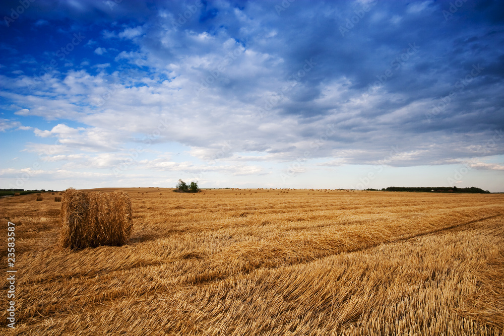 Fototapeta premium Farmers field full of hay bales