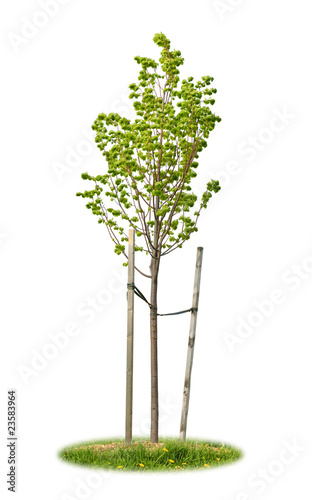 Isolated young linden tree