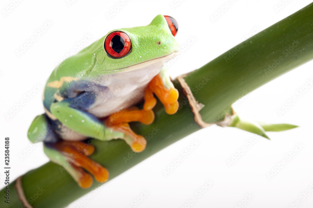 Fototapeta premium crazy bamboo frog