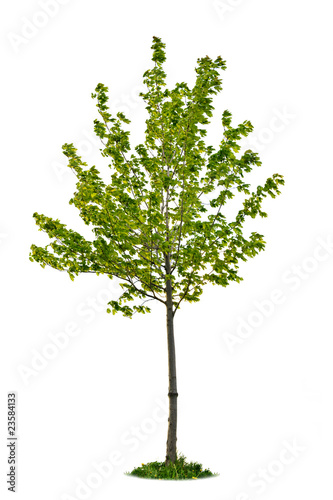 Isolated young maple tree
