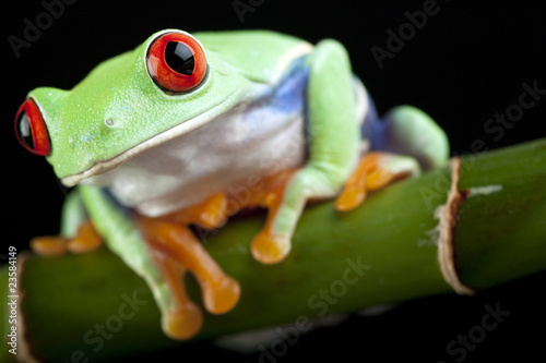 green frog closeup