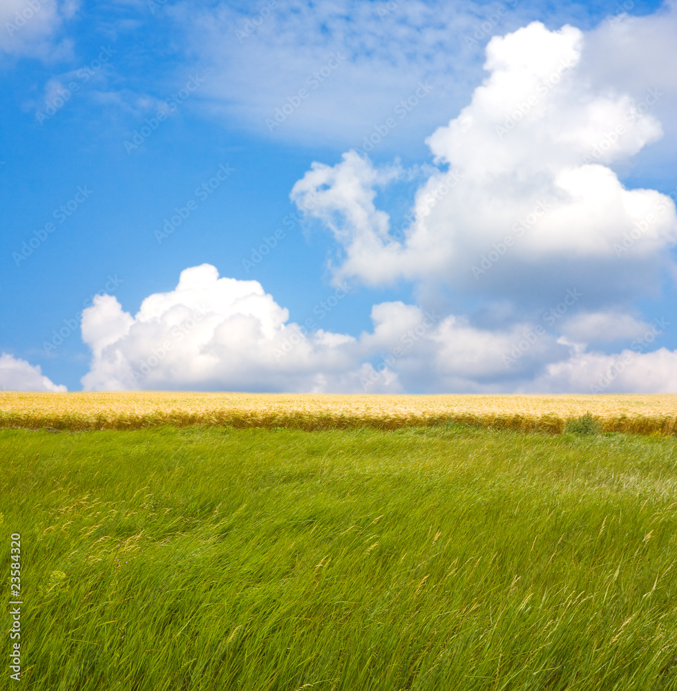 Fototapeta premium meadow
