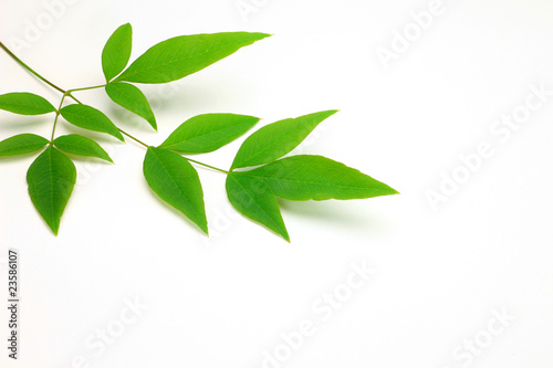 leaf of the nandin