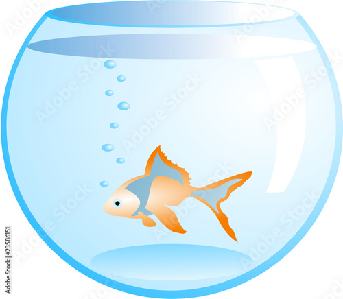 orange fish in fishbowl