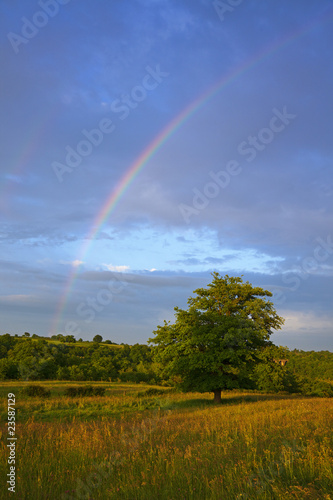rainbow over tree in Auvergne landscape