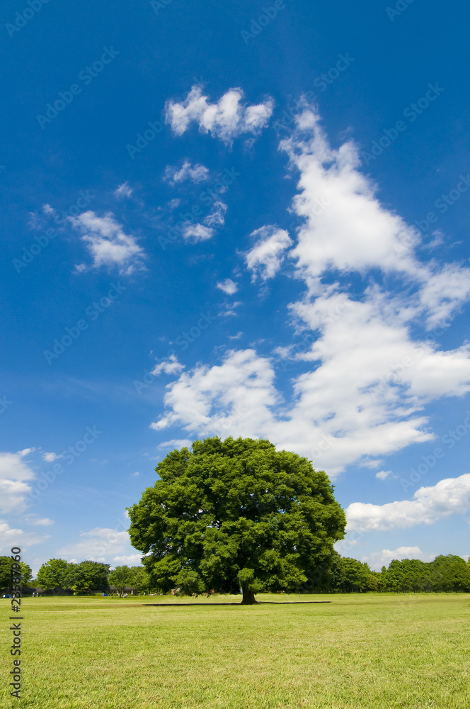 Fototapeta premium 大木