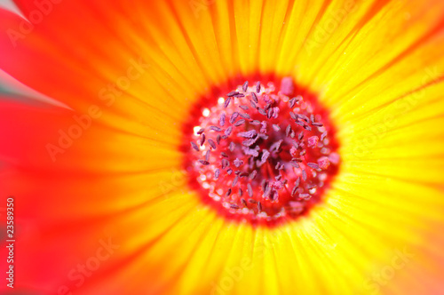 beautiful daisy flower