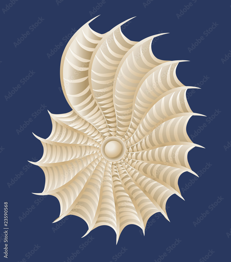 Obraz premium white cockleshell vector