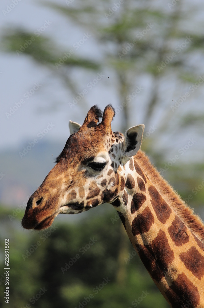Obraz premium The giraffe (Giraffa camelopardalis) at Masai Mara, Kenya