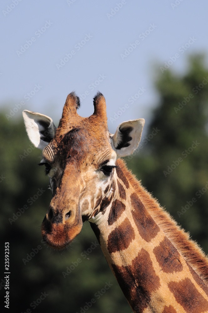 The giraffe (Giraffa camelopardalis) at Masai Mara, Kenya