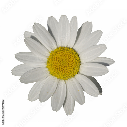 daisy isolated on white background