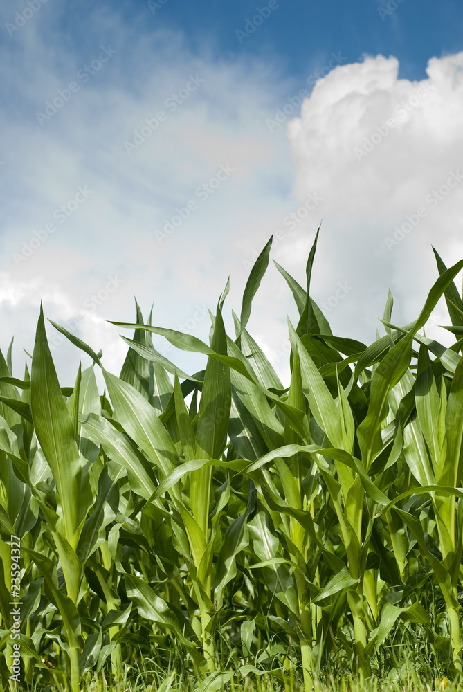 Fototapeta premium Cornfield under cloudy sky