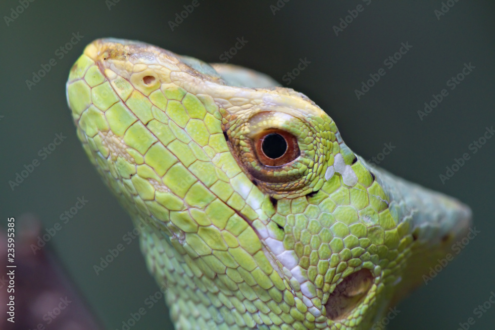 Fototapeta premium Closeup of a Basilisk