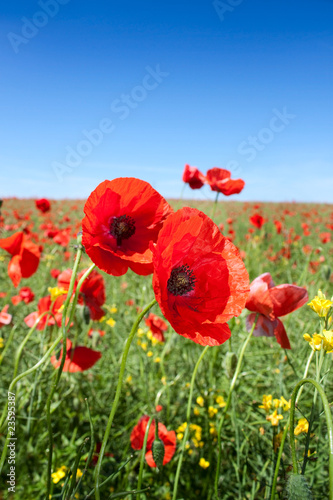 Summer flowers