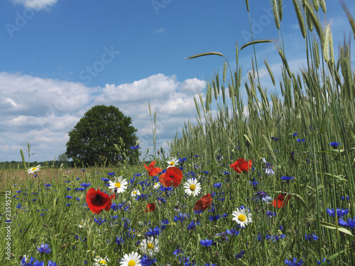 Blumenwiese, Baum, Kornfeld