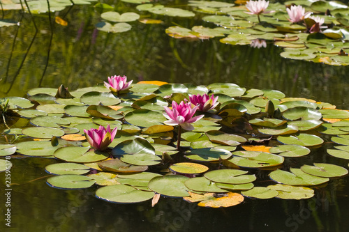 water-lily