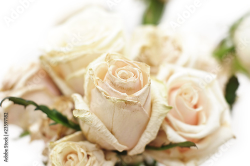 old dried white roses