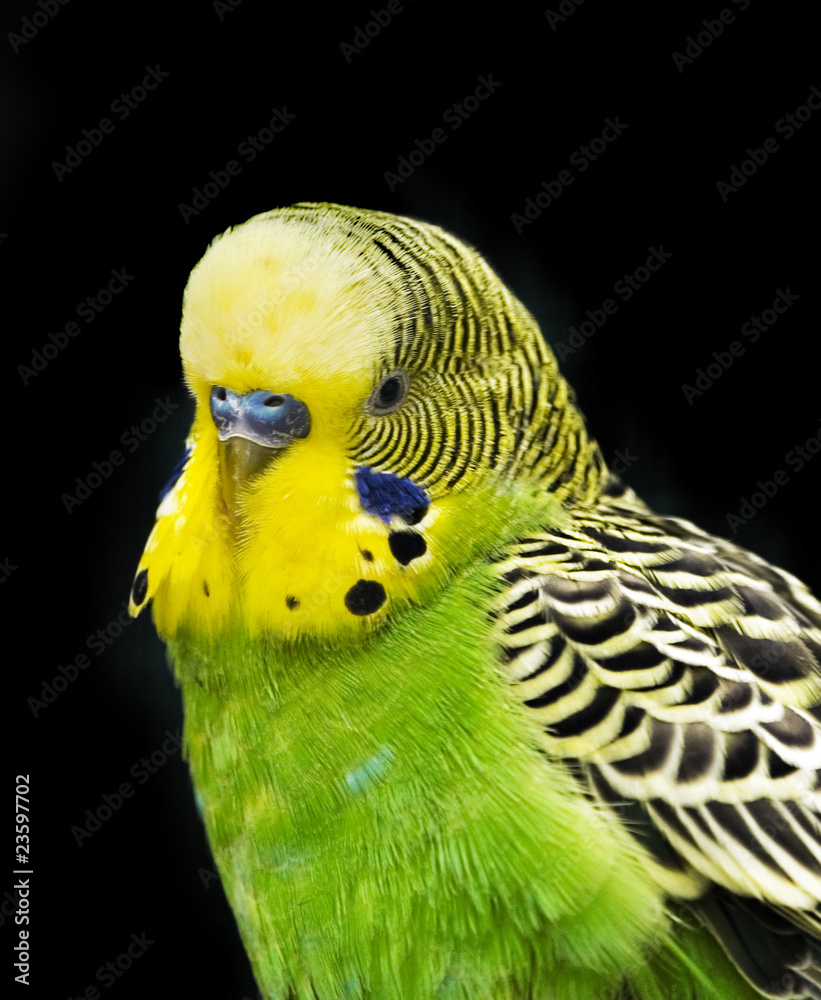 Fototapeta premium budgie isolated on black