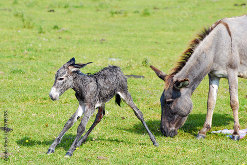 just born little donkey first step