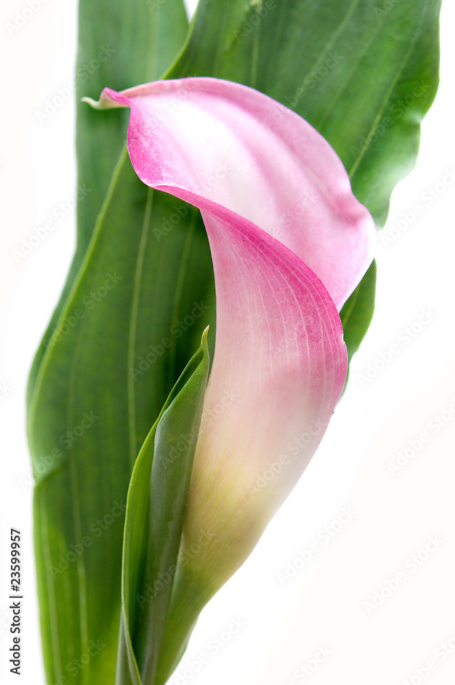 Foto Stock fiore di calla rosa | Adobe Stock