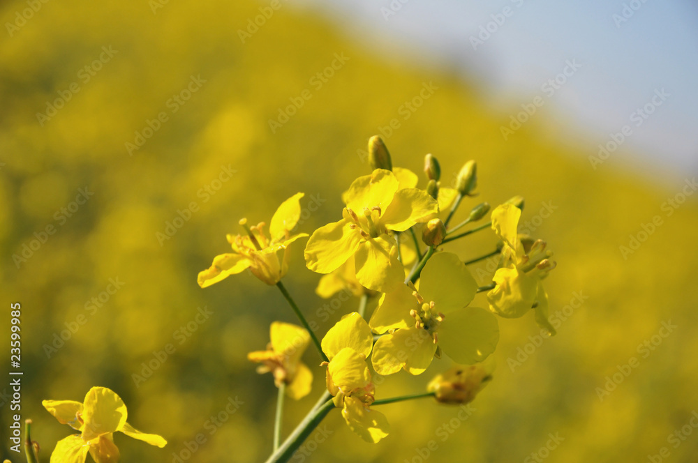 Rapsblüte Rapsblüte