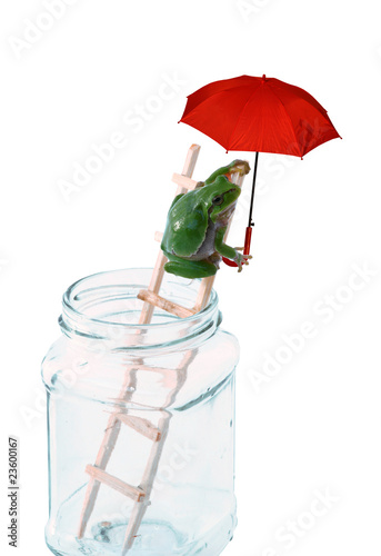 wetterfrosch