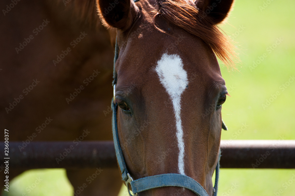 Fototapeta premium Close-up of beautiful bay horse