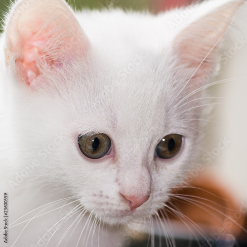 Portrait of white, six weeks old kitten