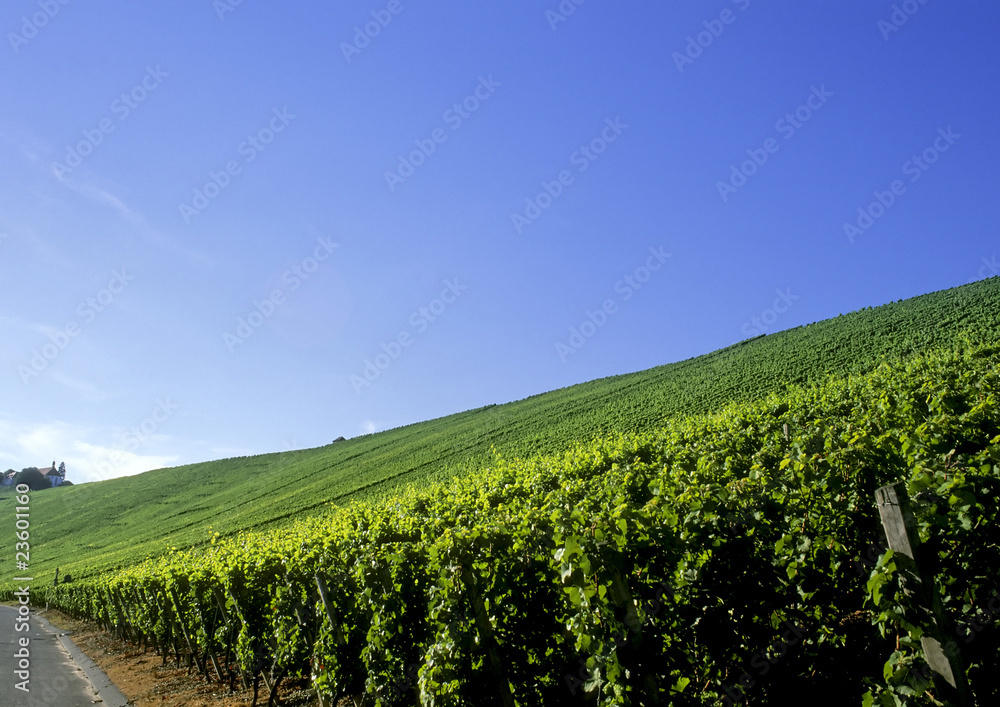 Vine landscape under a blue sky