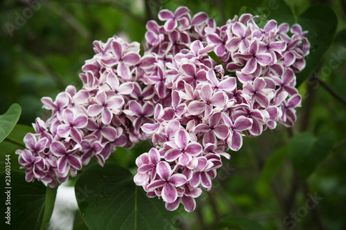 purple and white lilacs