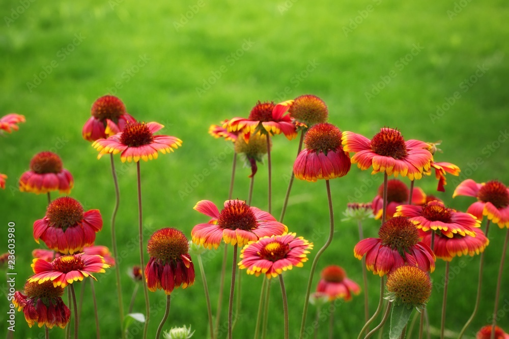 Obraz premium black-eyed susan