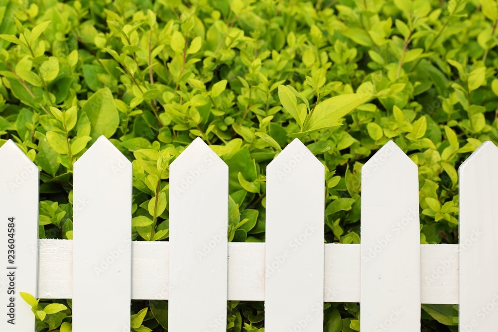 shrub and fence