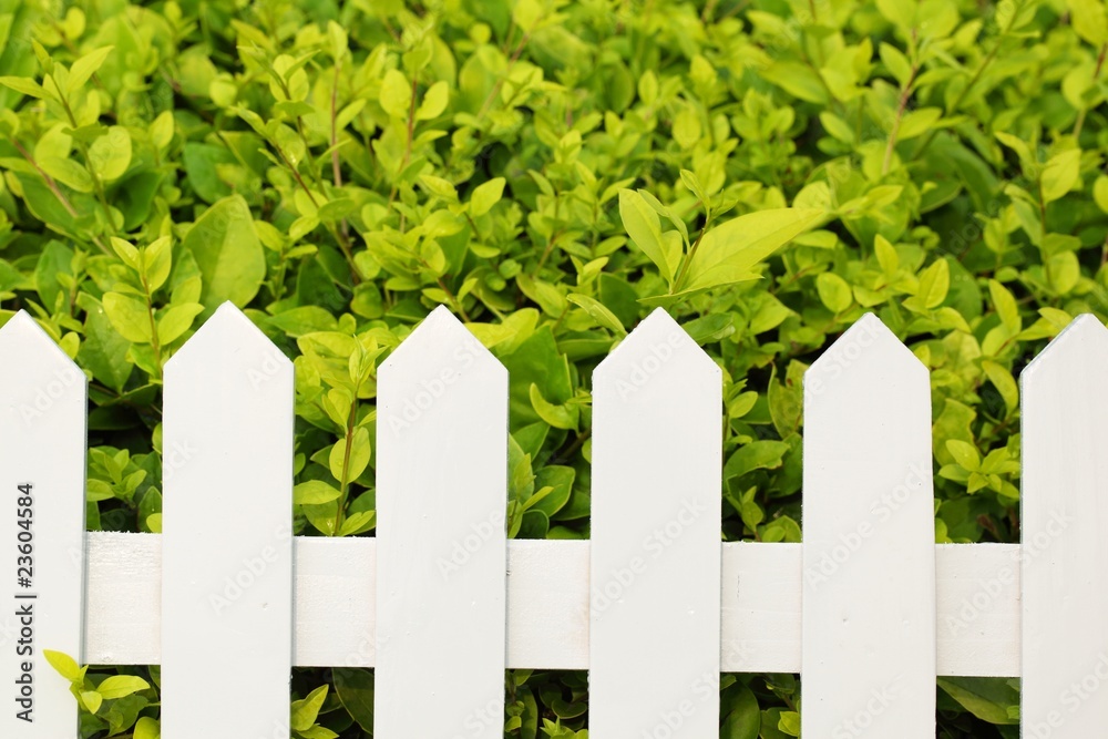 shrub and fence shrub and fence