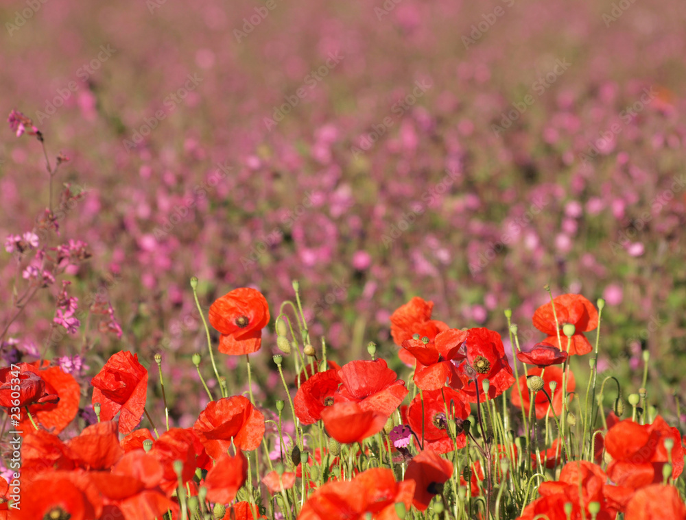 Obraz premium Mohnblüten