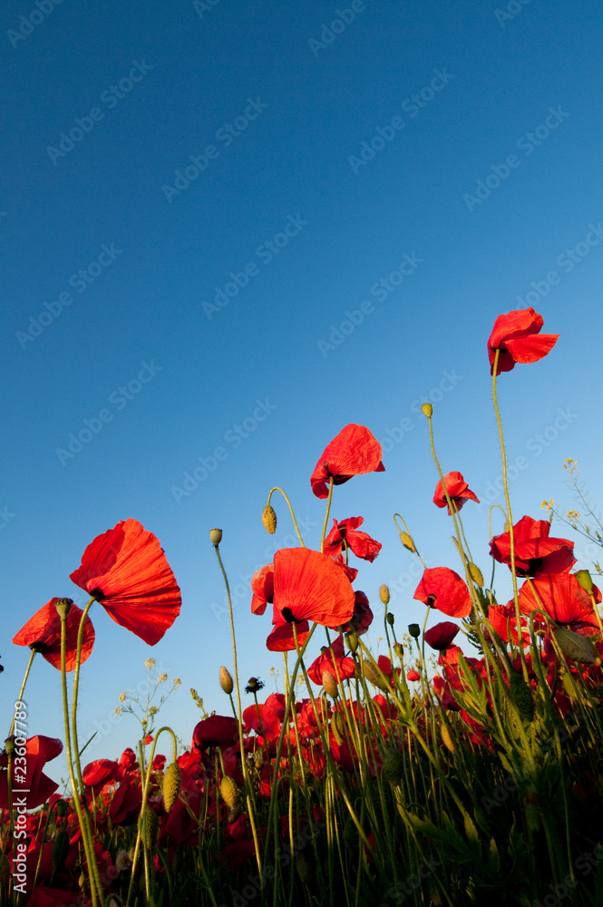 Obraz premium Poppy field