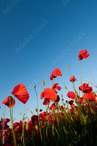 Poppy field