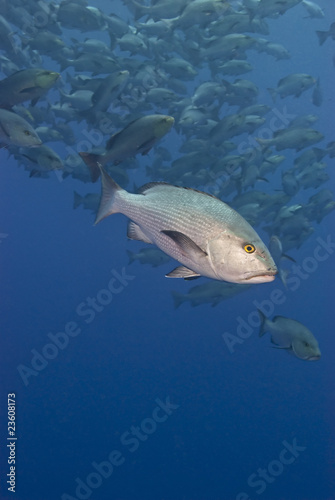 Twinspot snapper, with big school in the background.