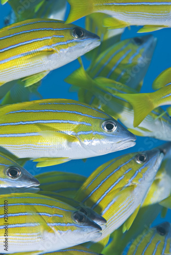 Close-up of Blue-striped snappers (Lutjanus kasmira).