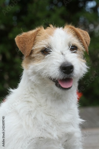 portrait d'un jack russell terrier souriant