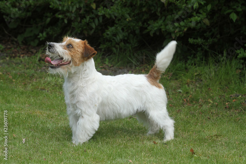 Fotografia jack russell terrier de profil attentif