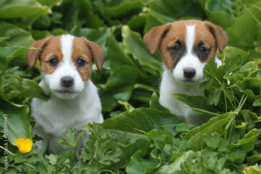 deux chiots jack russell terriers dans la verdure