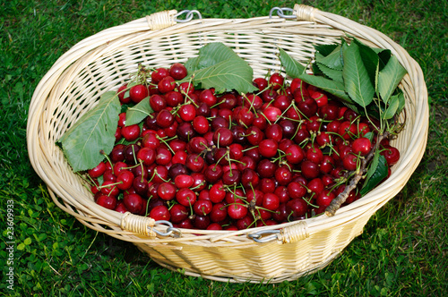 panier de cerise photo